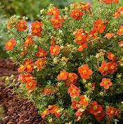 Image result for Potentilla fruticosa Marian Red Robin