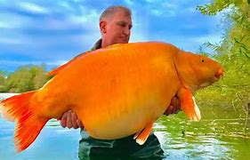 Image result for World's Biggest Goldfish