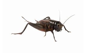 Image result for Cricket Insect Transparent