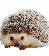 Image result for How Much Does a Hedgehog Cost