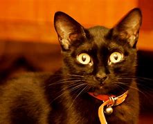 Image result for Black Cat Phone Pop Up