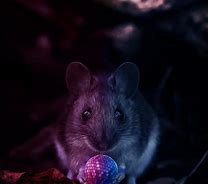 Image result for Mouse Wallpaper Phone