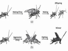 Image result for Cartoon Crickets Chirp