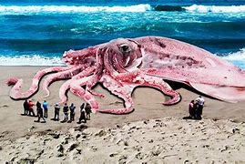 Image result for Largest Animals On Record