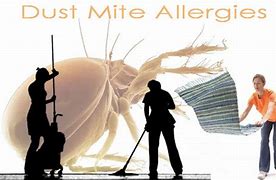 Image result for Dust Allergy