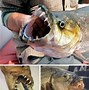 Image result for Weird Prehistoric Fish