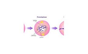 Image result for Cell Pahses Diagram
