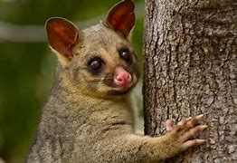 Image result for Back Yard Possum