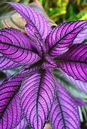 Image result for Indoor Plants with Purple Leaves