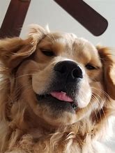 Image result for Plz Cute Doggo