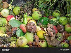 Image result for Apple Rotten Inside