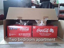 Image result for Apartment Kitty Meme