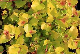 Image result for Betula nana Golden Treasure