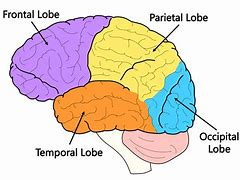 Image result for Brain Map Class XI
