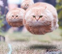 Image result for Flying Cat Meme GIF