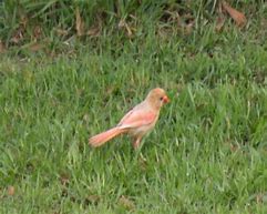 Image result for Albino Cardinal