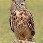 Image result for Owl and Eagle