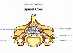 Image result for Spinal Cord Backbone