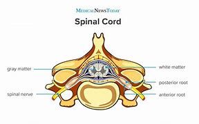Image result for Thoracic Spinal Cord Anatomy