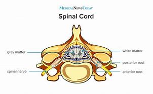 Image result for Spinal Cord and Vertebrae Anatomy