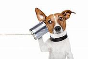 Image result for Funny Dog On Phone