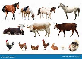 Image result for Multiple Farm Animals