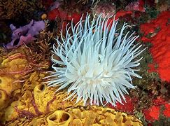 Image result for Deep Sea Anemone