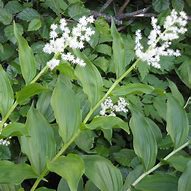 Image result for Smilacina racemosa