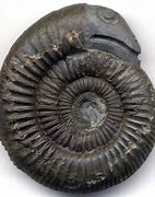 Image result for Ammonite Cephalopod