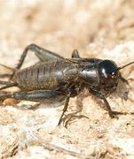 Image result for RGB Cricket Insect