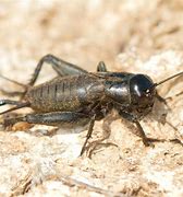 Image result for Cricket the Bug