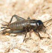 Image result for Cricket Bug