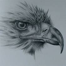 Image result for Pencil Sketch of Animals