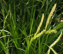 Image result for Carex sylvatica