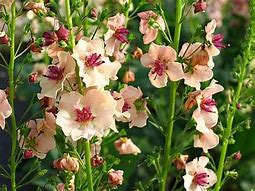 Image result for Verbascum Jackie