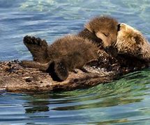 Image result for Sea Otter Mom and Pup