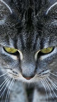 Image result for Cat iPhone Wallpaperpintrest