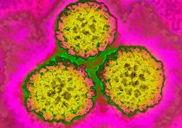 Image result for Human Papillomavirus Infection Medical Images