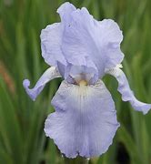Image result for Iris Jane Philips (Germanica-Group)