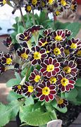 Image result for Plant of the Week F