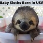 Image result for Little Baby Sloths