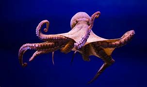 Image result for Octopus Desktop