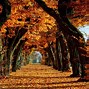 Image result for Autumn Fall HD Wallpaper