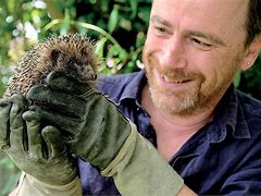 Image result for British Hedgehog