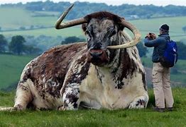 Image result for Largest World Biggest Bull