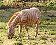 Image result for Albino Zebra
