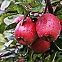 Image result for Products From Plants Apple's