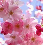 Image result for Bunga Sakura