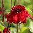 Image result for Echinacea purpurea Eccentric (r)