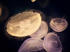 Image result for Osaka Aquarium Jellyfish